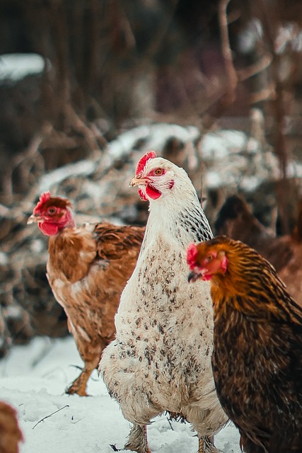 Free-Range Poultry Farming