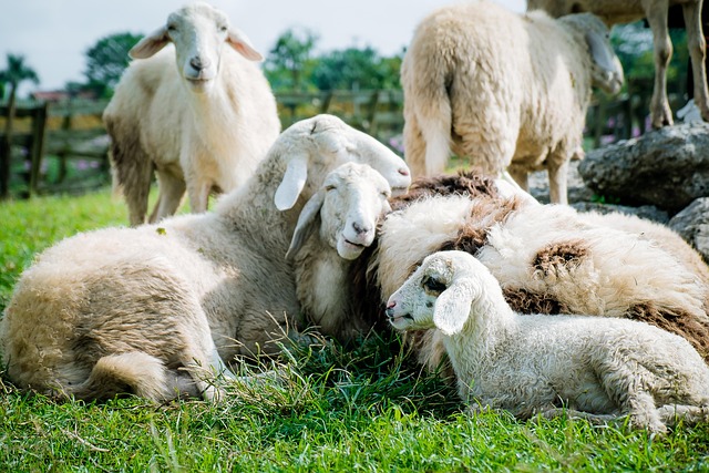 Free-Range Pasture Grazing Sheep & Livestock
